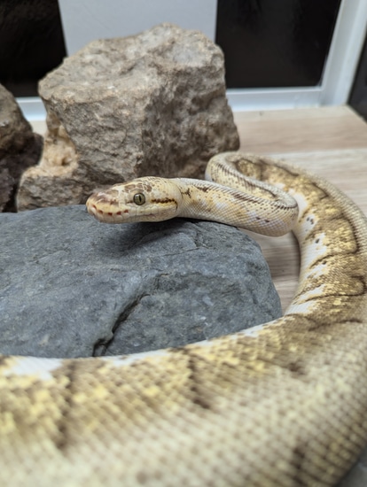 Spider With Wobble Ball Python by Rupp Reptiles