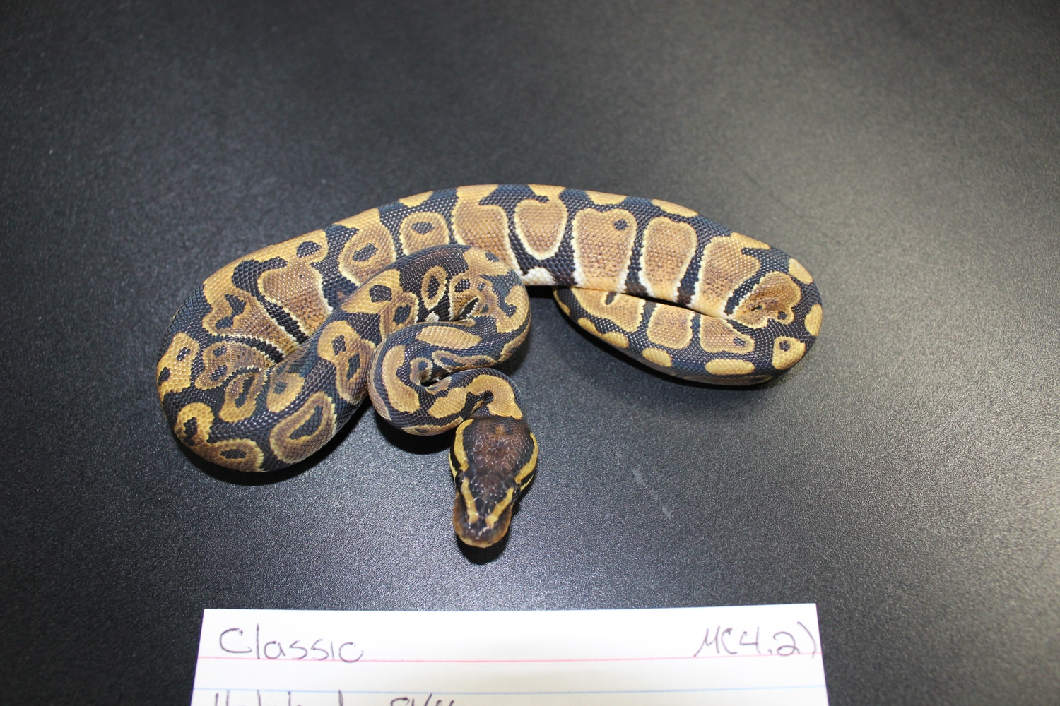 Classic Ball Python by D's Balls and Exotics - MorphMarket
