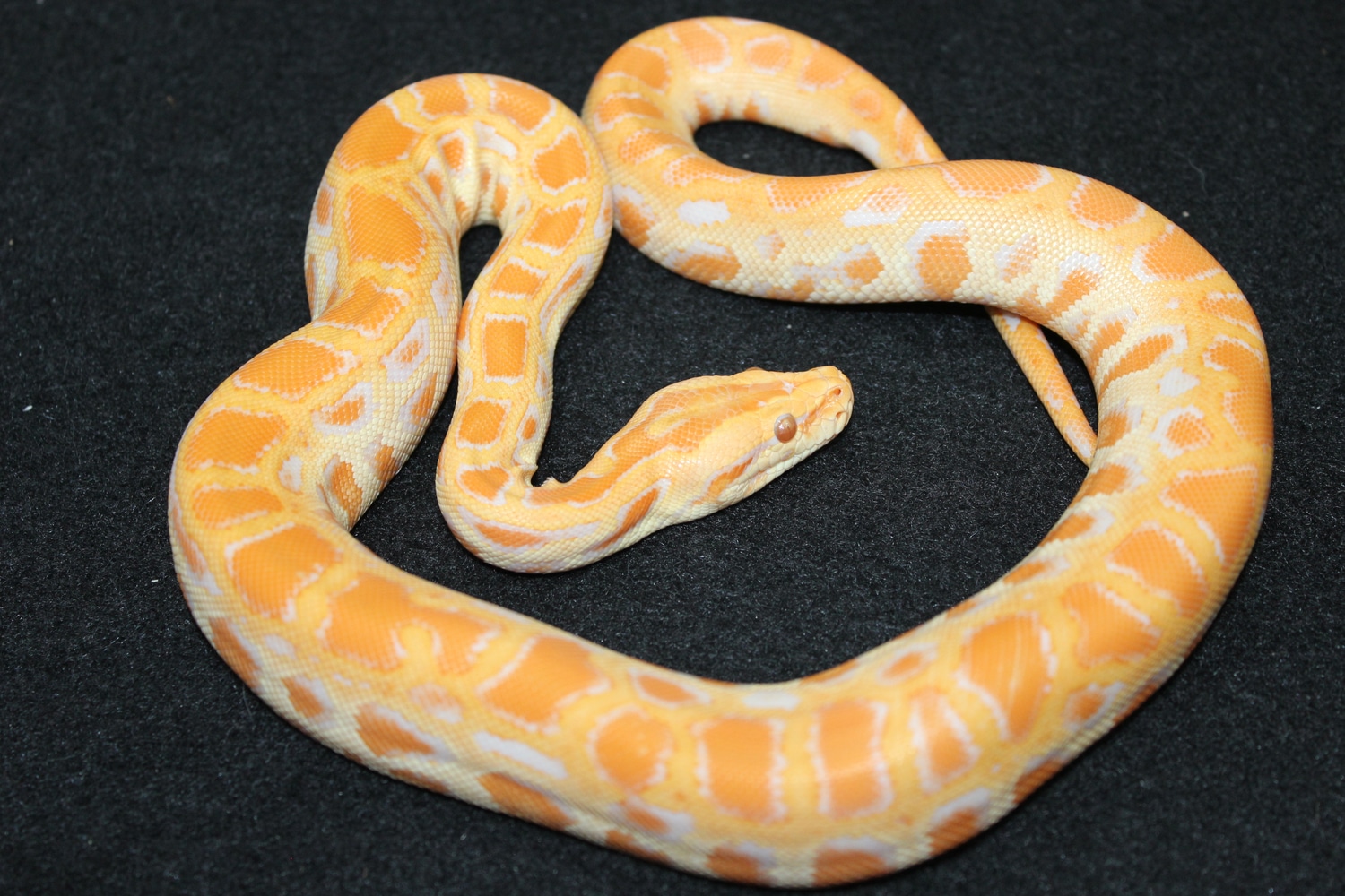Albino Het Green PH Granite Burmese Python by D's Balls and Exotics ...