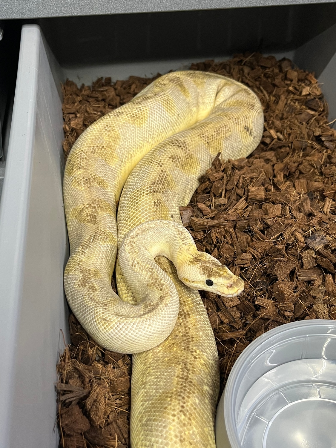Champagne Pastel Ball Python by D's Balls and Exotics - MorphMarket
