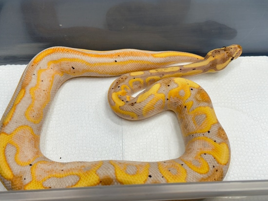Coral Glow Leopard Sugar Milano Ball Python by D's Balls and Exotics