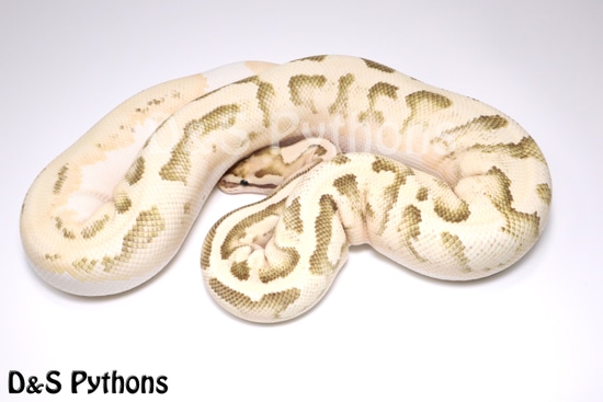 Orange Dream Fire Disco Ball Python by D & S Pythons
