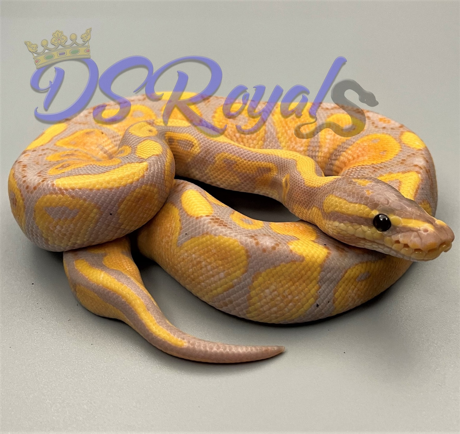 Asphalt Banana 50 Het Piebald Ball Python by DSRoyals Ball Pythons