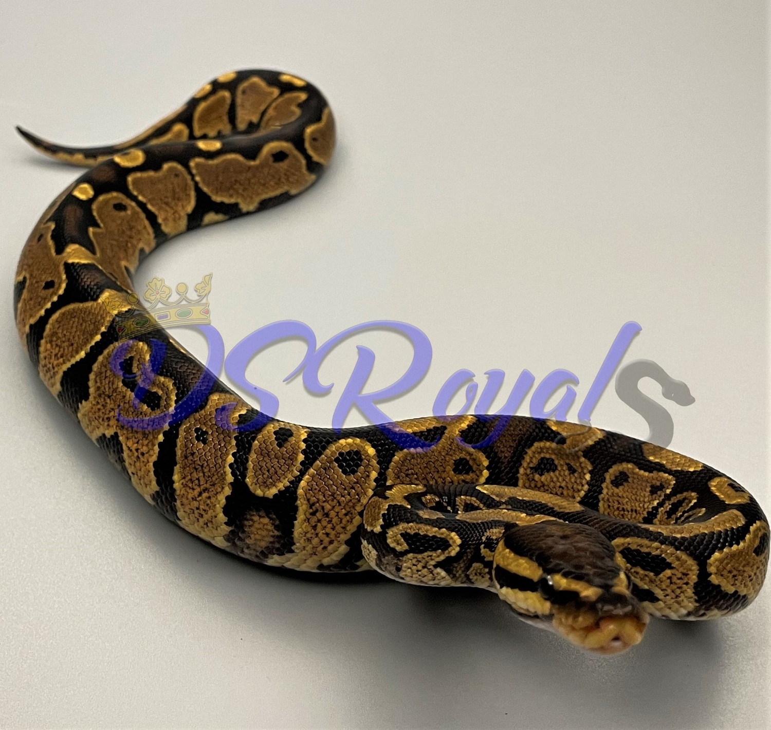 Asphalt 100 Het Piebald Ball Python by DSRoyals Ball Pythons, LLC