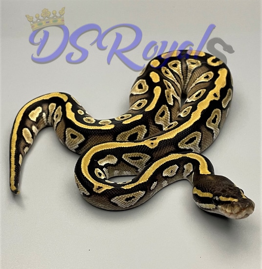 Mojave Het Ghost Ball Python by DSRoyals
