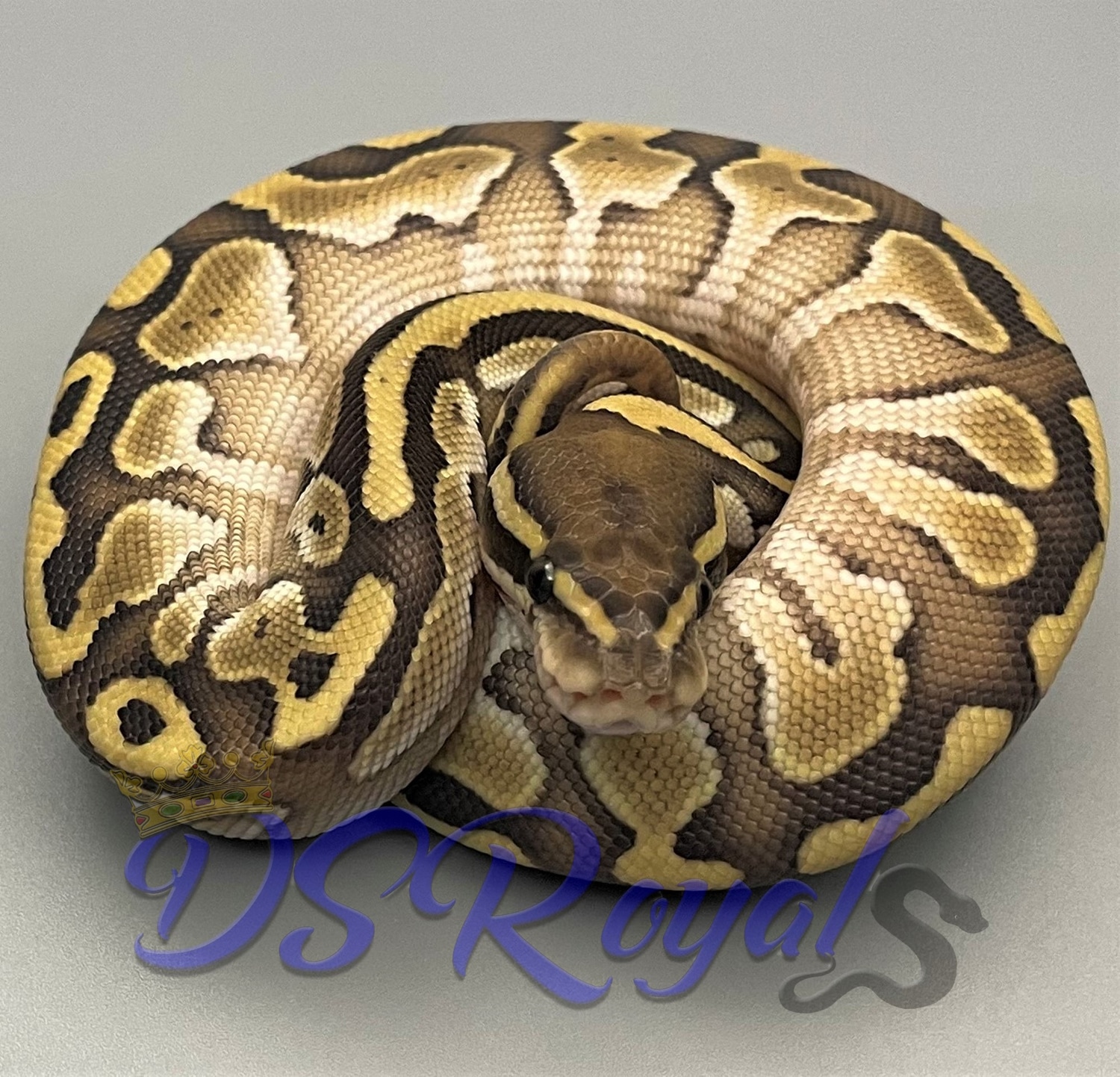 Lesser 100% Het Ghost Ball Python by DSRoyals Ball Pythons, LLC ...