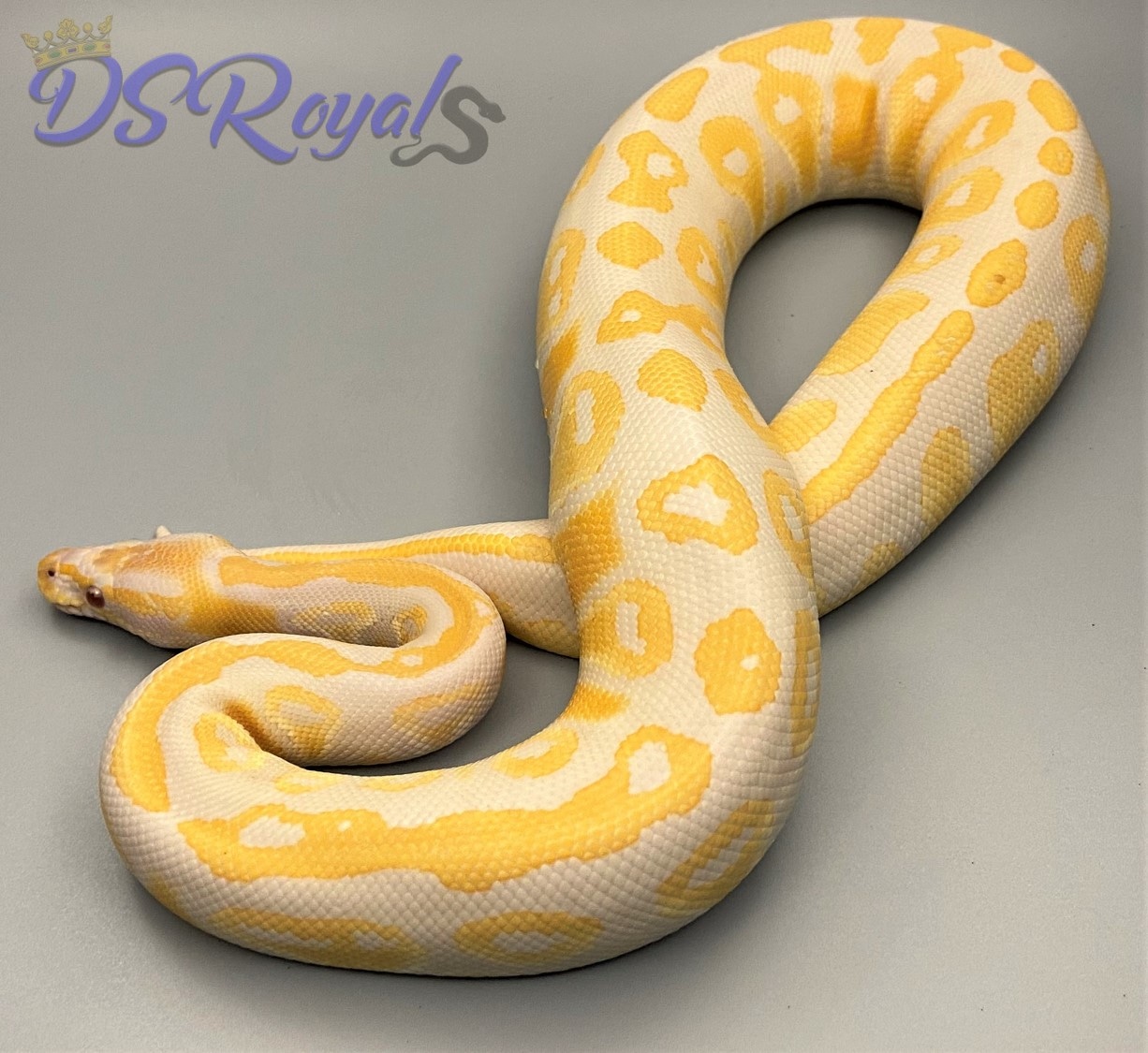 Blackhead Orange Dream Lavender Albino 66 Het Piebald Ball Python by