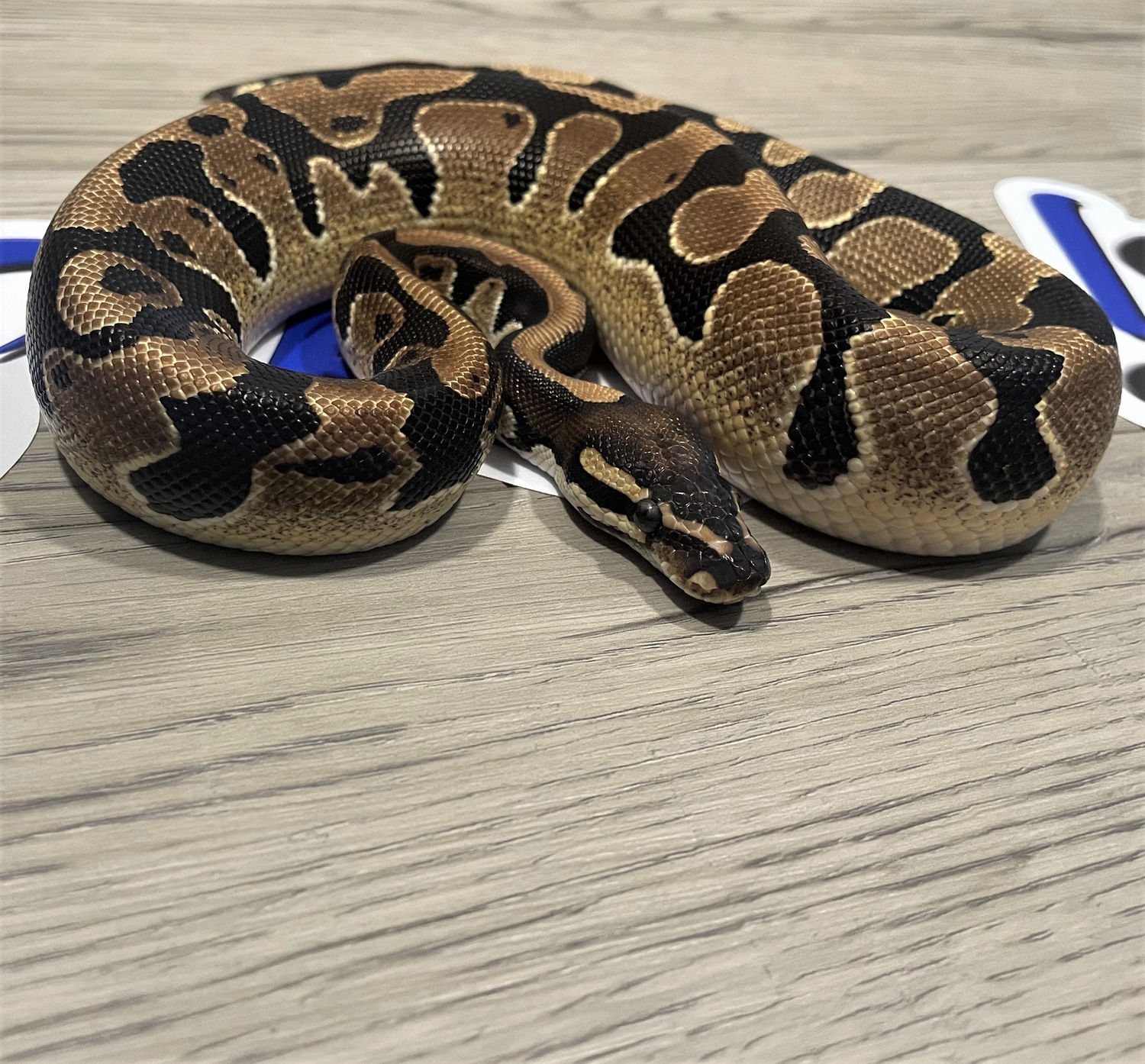 Het Tri-Stripe Ball Python by DSRoyals Ball Pythons, LLC - MorphMarket