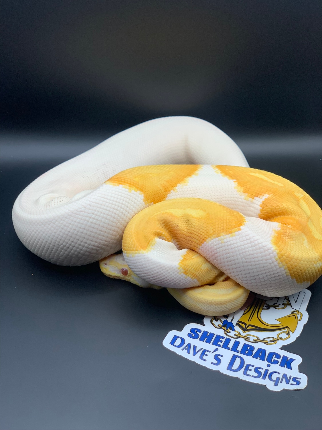 Albino Pied Ball Python by Shellback Dave’s Designs - MorphMarket