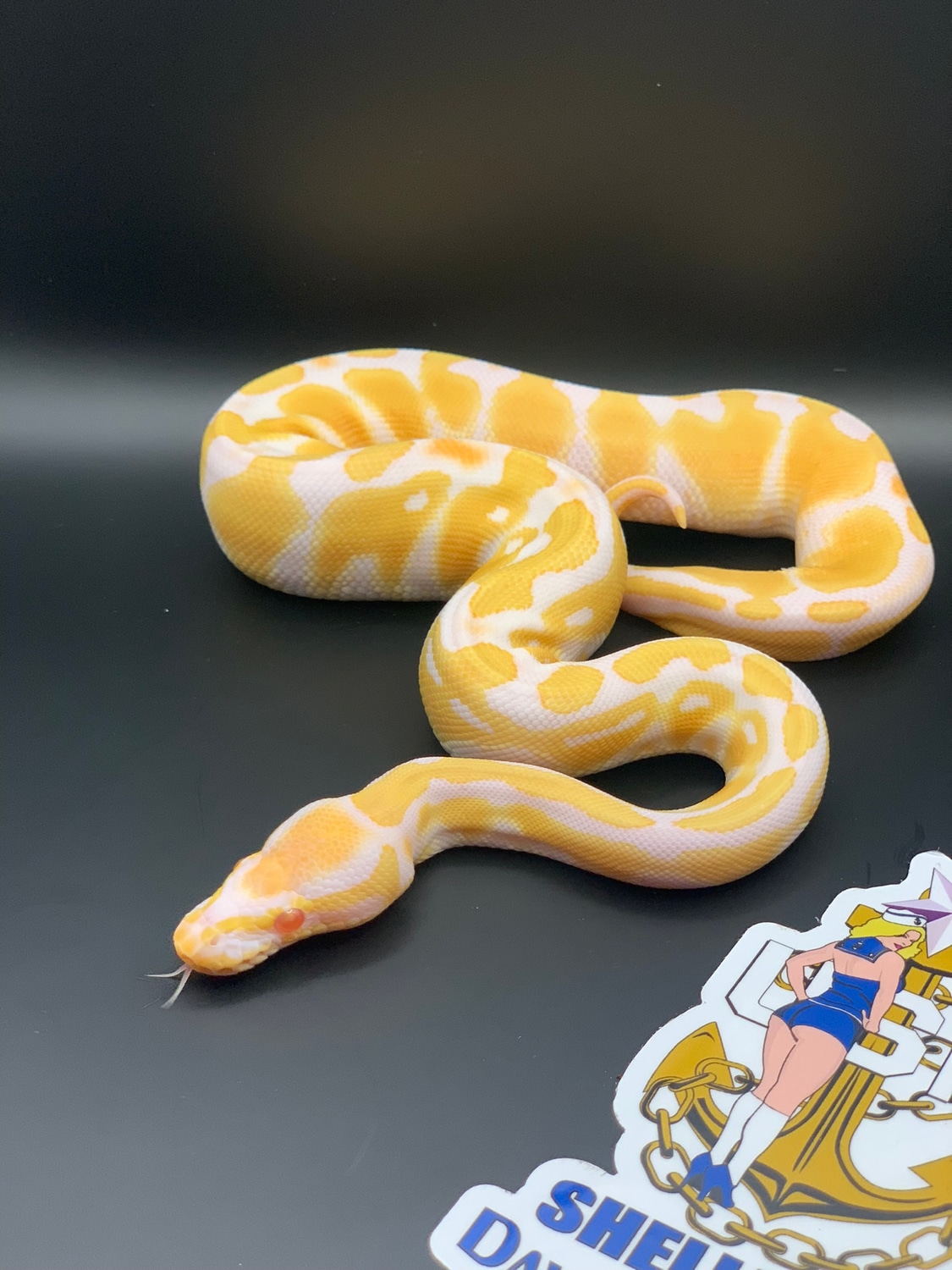 Albino 66% Het Pied Ball Python by Shellback Dave’s Designs - MorphMarket