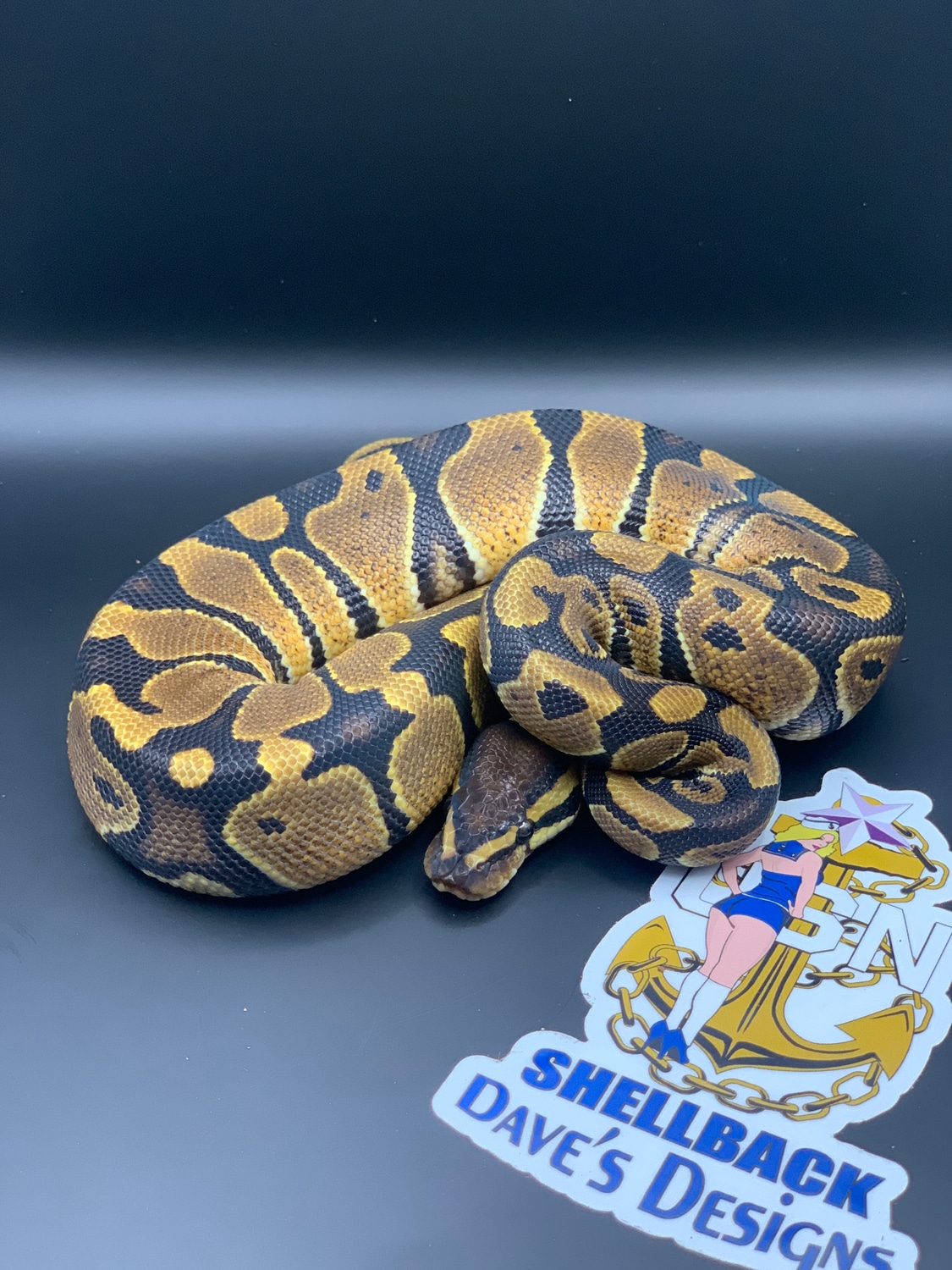 Normal Ball Python by Shellback Dave’s Designs - MorphMarket