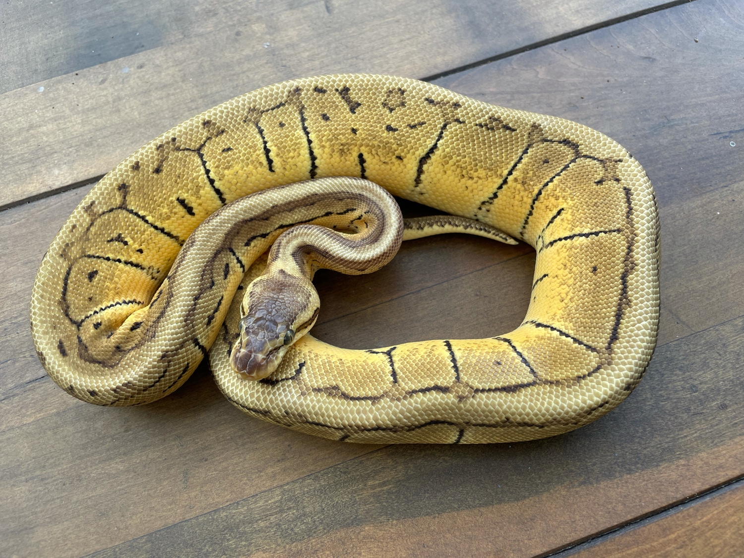 Lemon Blast Ball Python by D&C Python Palette - MorphMarket