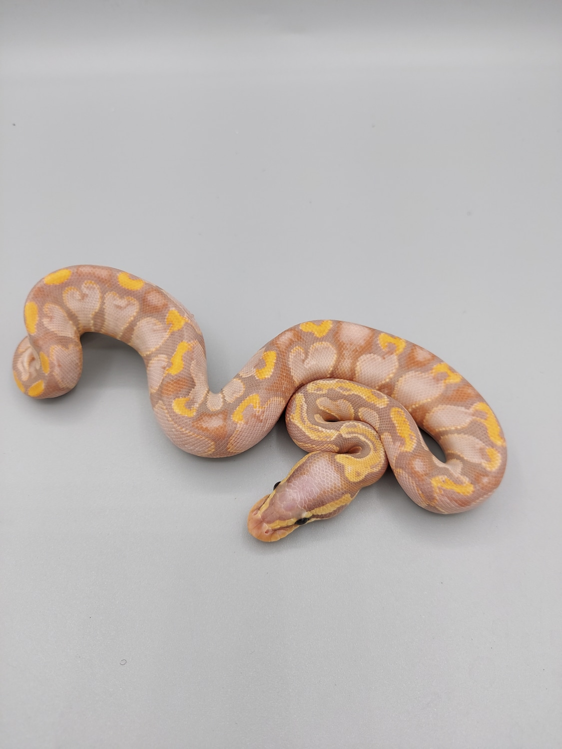 Banana Mojave Fire YB Ball Python by D&C Python Palette - MorphMarket