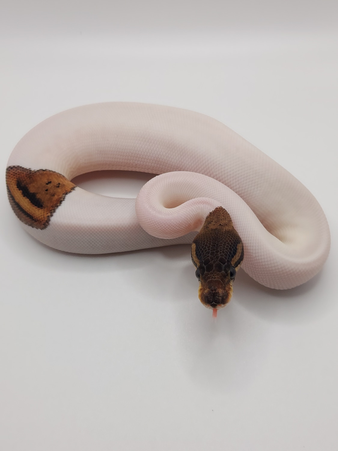 Cinnamon Piebald Ball Python by D&C Python Palette - MorphMarket