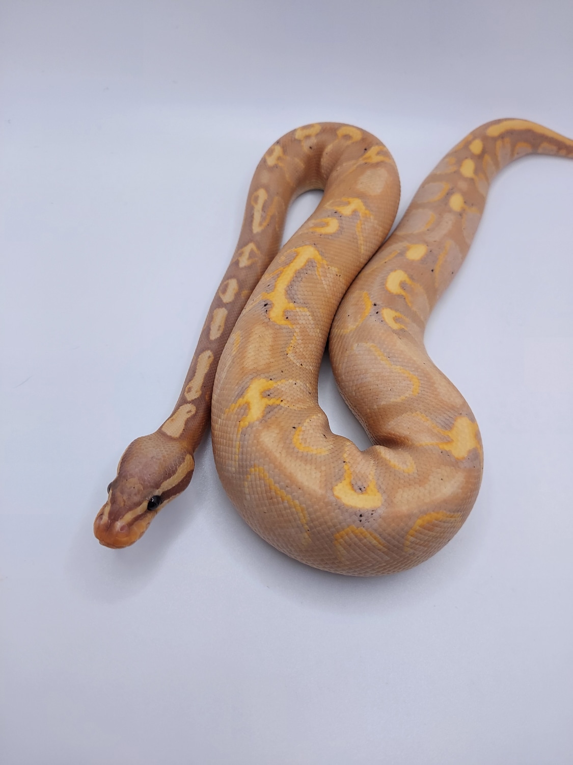 Banana GHI Mojave Enchi Yellowbelly Ball Python by D&C Python Palette