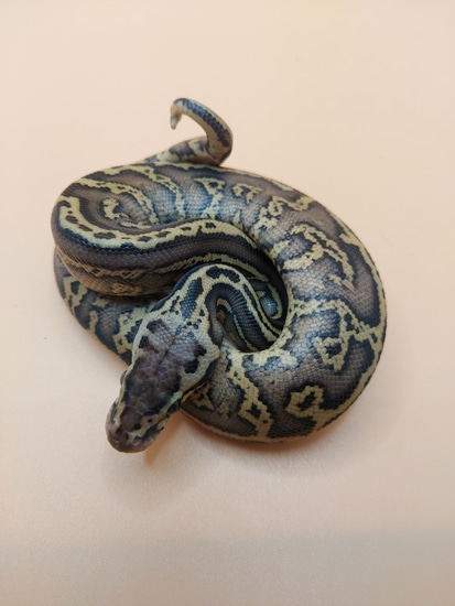 Confusion Pastel Specter/YB Poss Raven Ball Python by D&C Python Palette