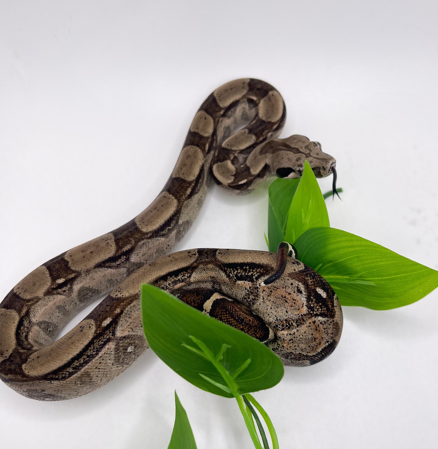 Colombian Red Tail Boa Boa Constrictor by D&C Python Palette - MorphMarket