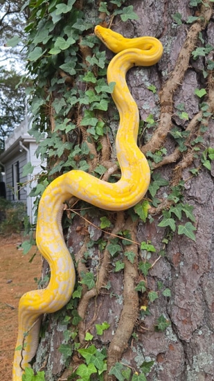 Lavender Marble Citrus Reticulated Python by D&C Python Palette