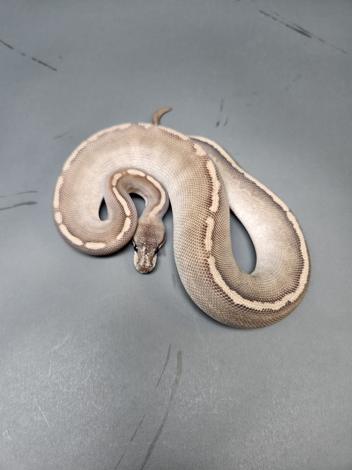 Black Razor Ball Python by DTMG Pythons LLC - MorphMarket