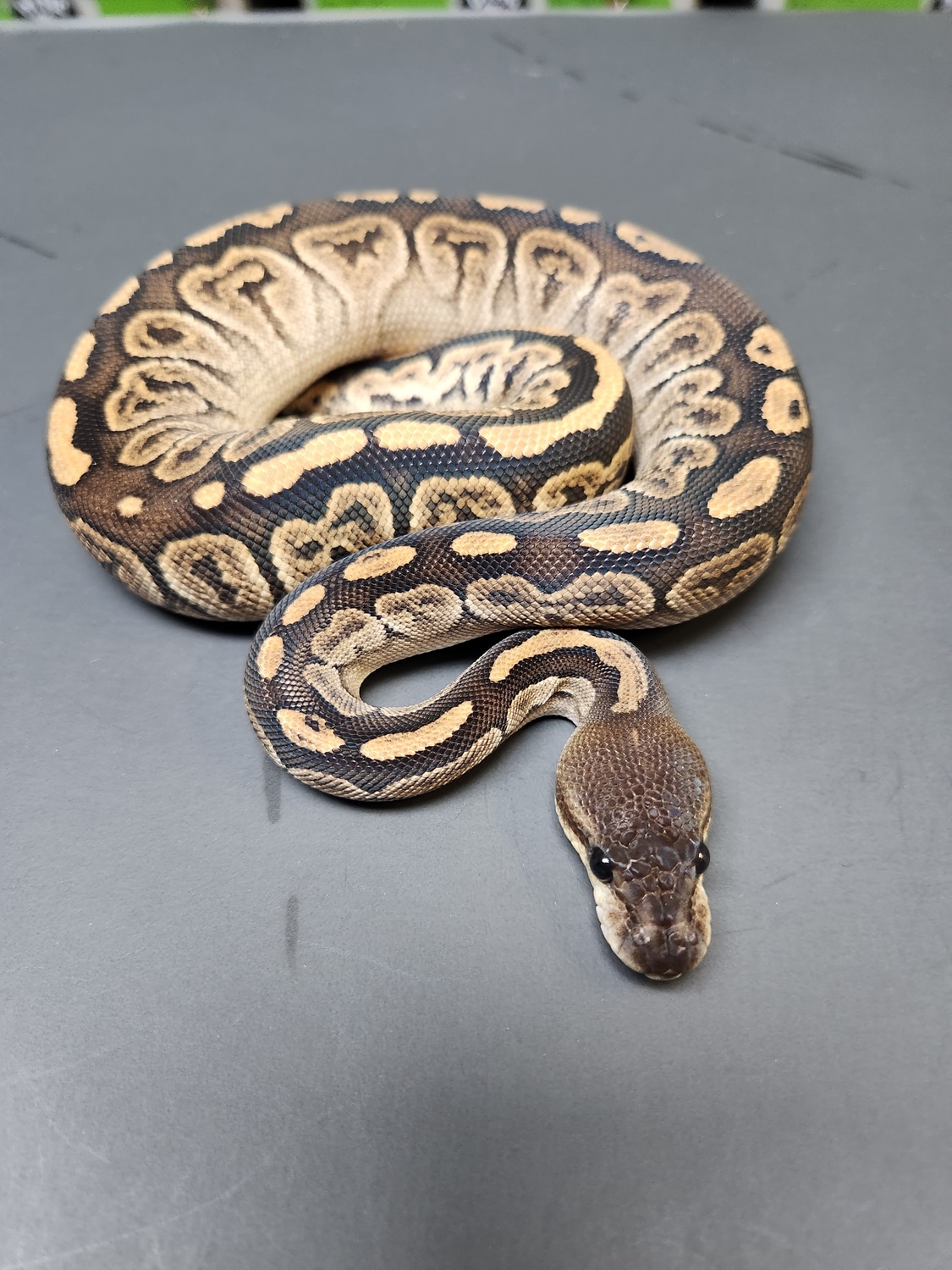 Super Razor Ball Python by DTMG Pythons LLC - MorphMarket