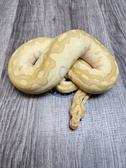 Fire Lesser Clown Ball Python by DTMG Pythons LLC