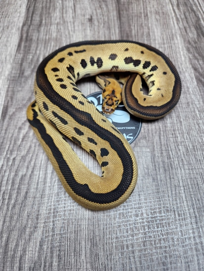 Leopard Citron Clown 100% Het Pied Ball Python by DTMG Pythons LLC