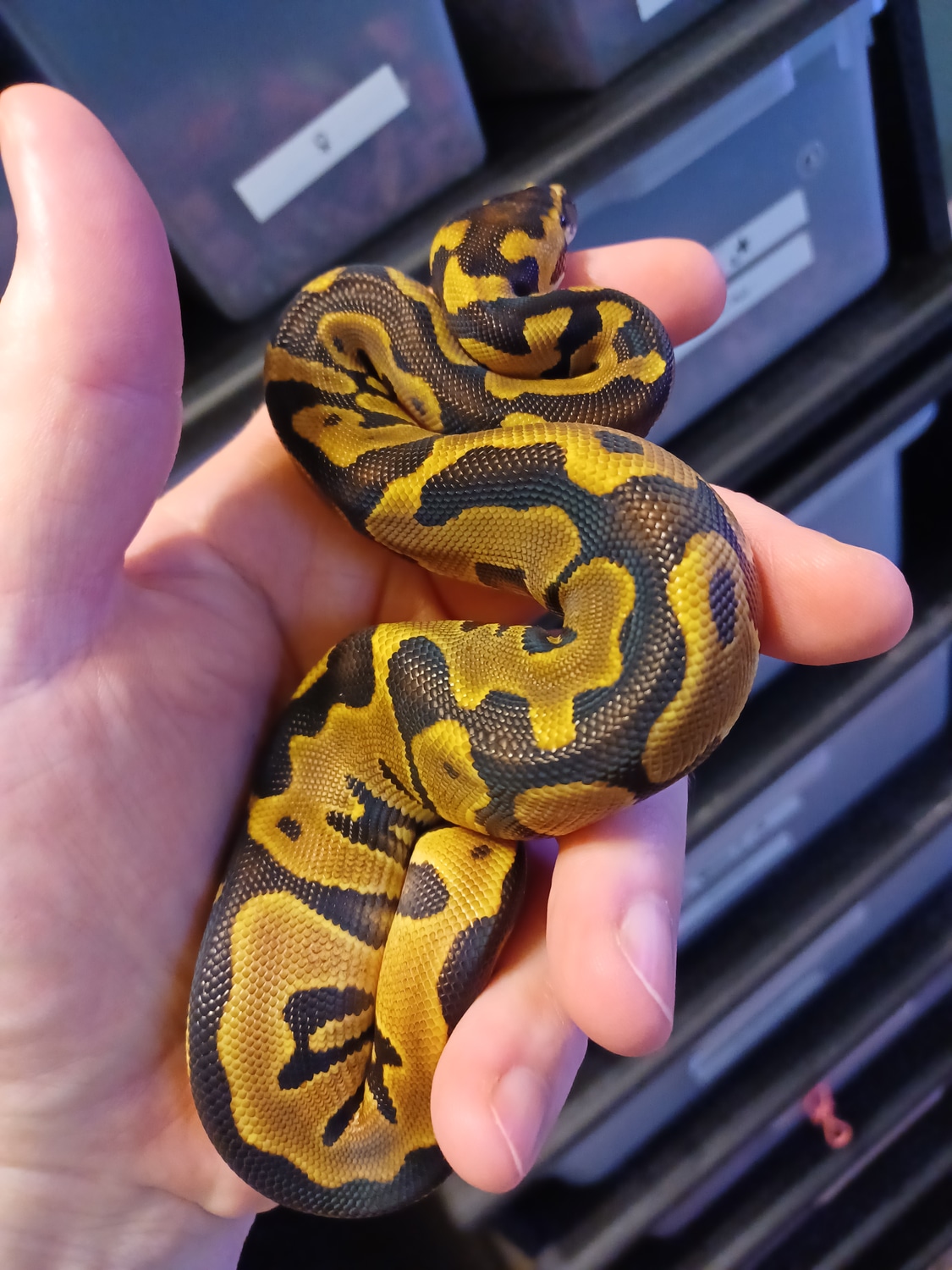 Leopard Enchi (Blade) Het Clown Ball Python by Coldbloodedcrowe ...