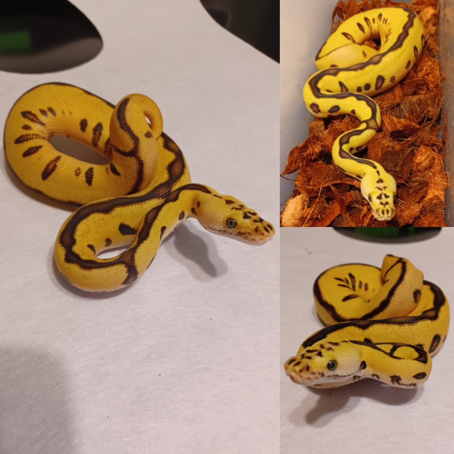 Pastel Enchi Leopard Blade (Spotnose) Clown Ball Python by