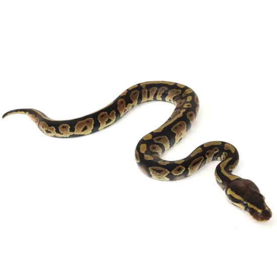 Black Magic Python LC Black Magic Dh Pied Lavender Albino Ball Python by Valley Heat