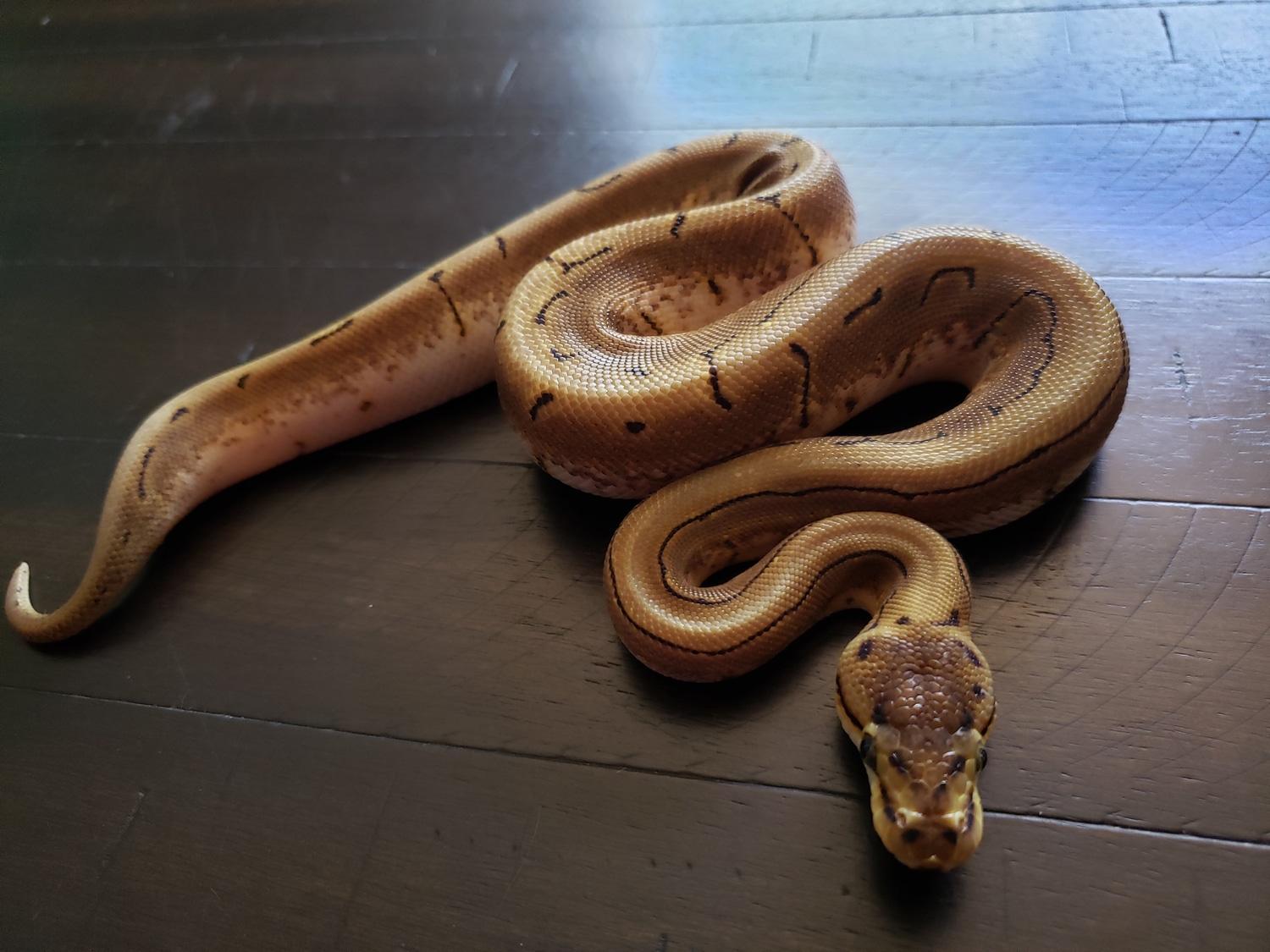 Spinner Ball Python by Mr. Balls - MorphMarket