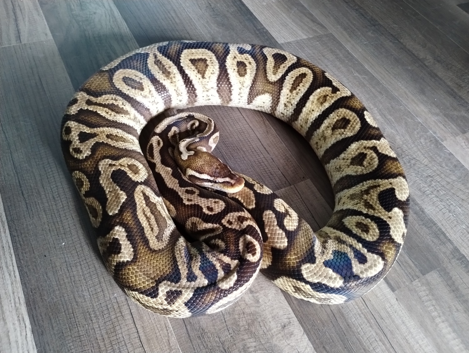 Ghi Pastel Ball Python by Mr. Balls - MorphMarket
