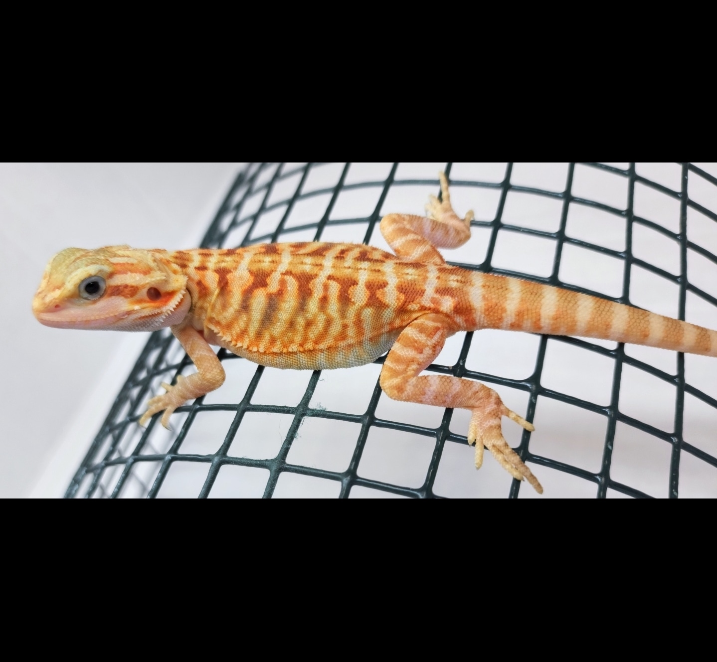 100% Het Zero & Hypo, Leatherback Translucent High-quality Breeder