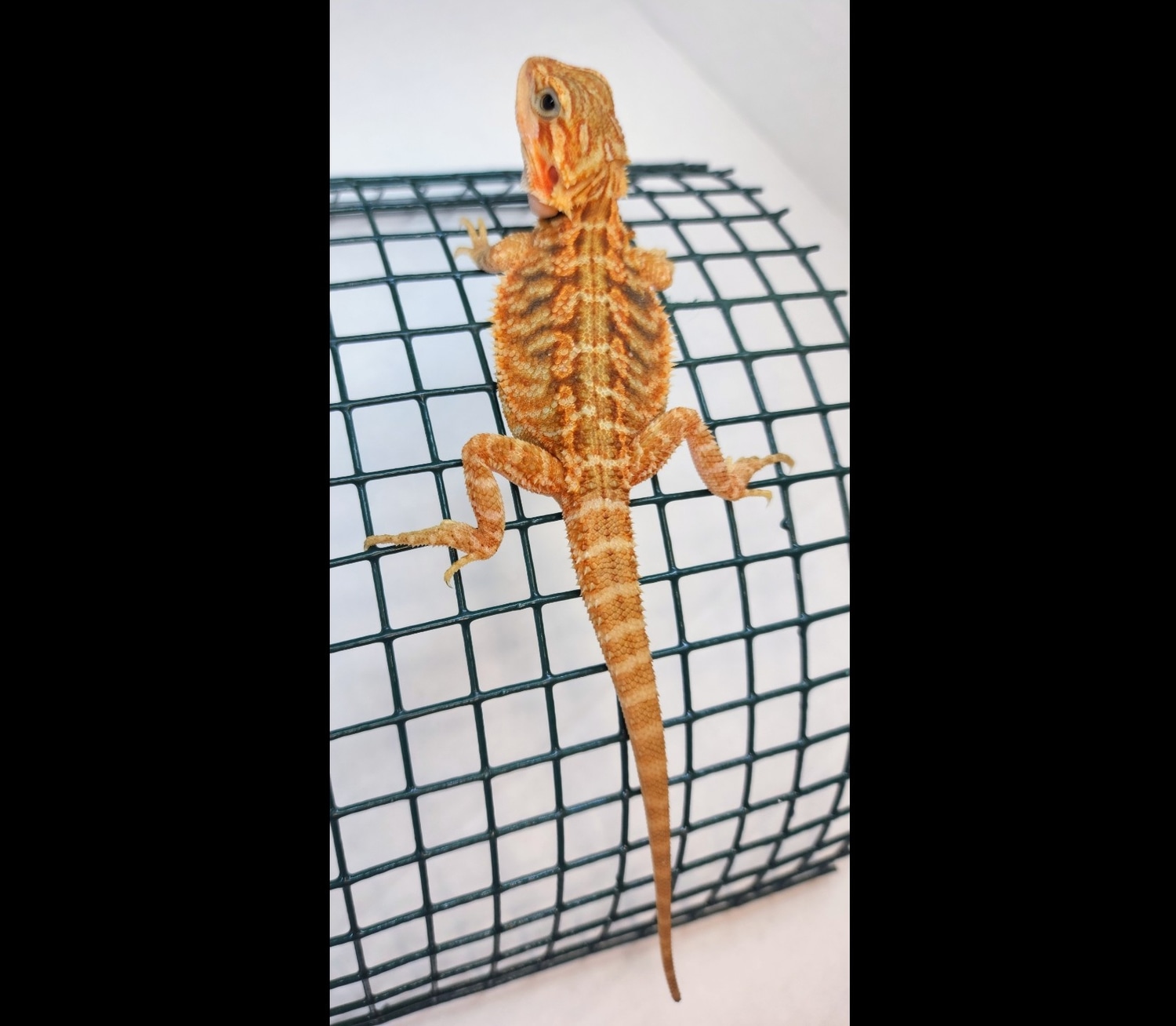 100% Het Zero & Hypo, Translucent Central Bearded Dragon by