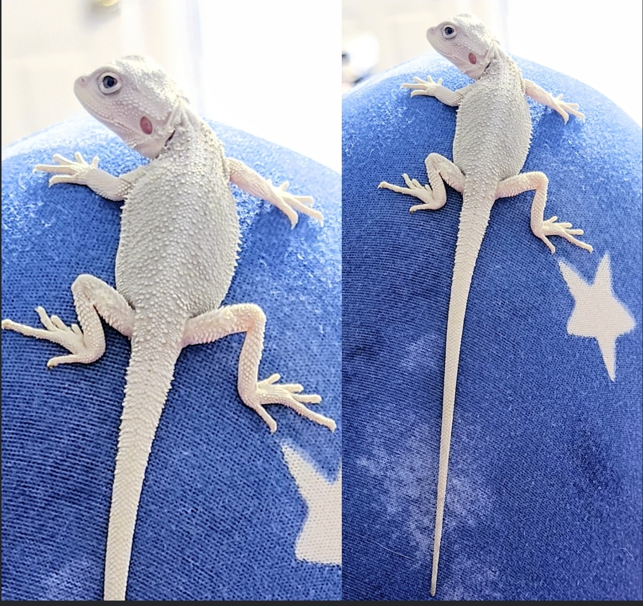 Hypo Zero Female Central Bearded Dragon by DulceBellaDragons - MorphMarket