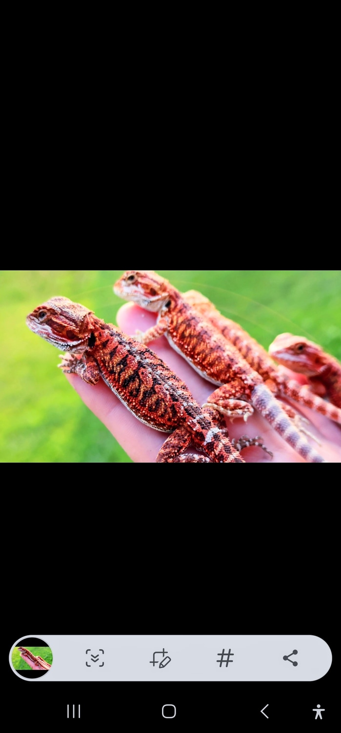 Free Shipping,Red Import Line Male 100% Het Hypo 50% Het Trans Central