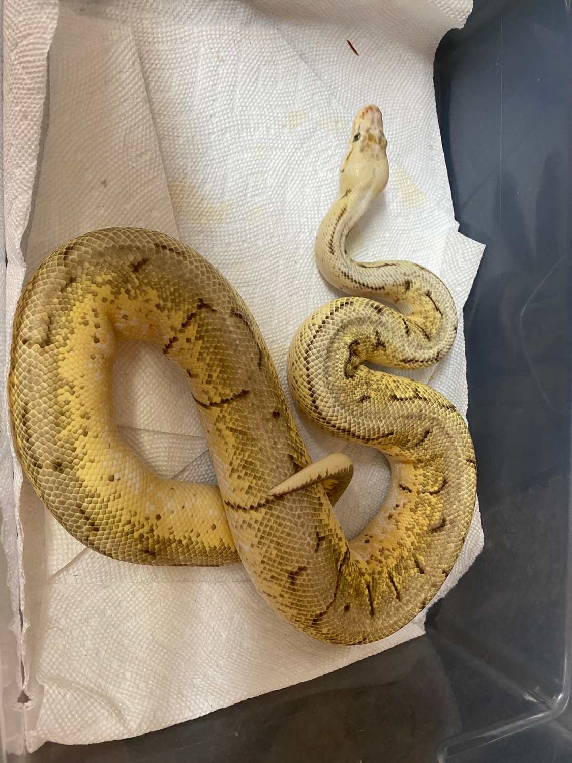 Lemon Blast Ball Python by Superlative Pythons - MorphMarket