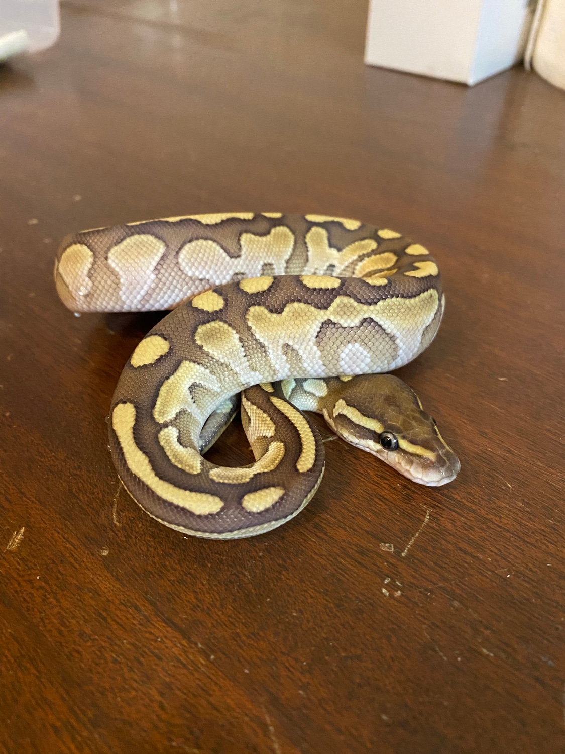 Lesser Ball Python by Superlative Pythons - MorphMarket