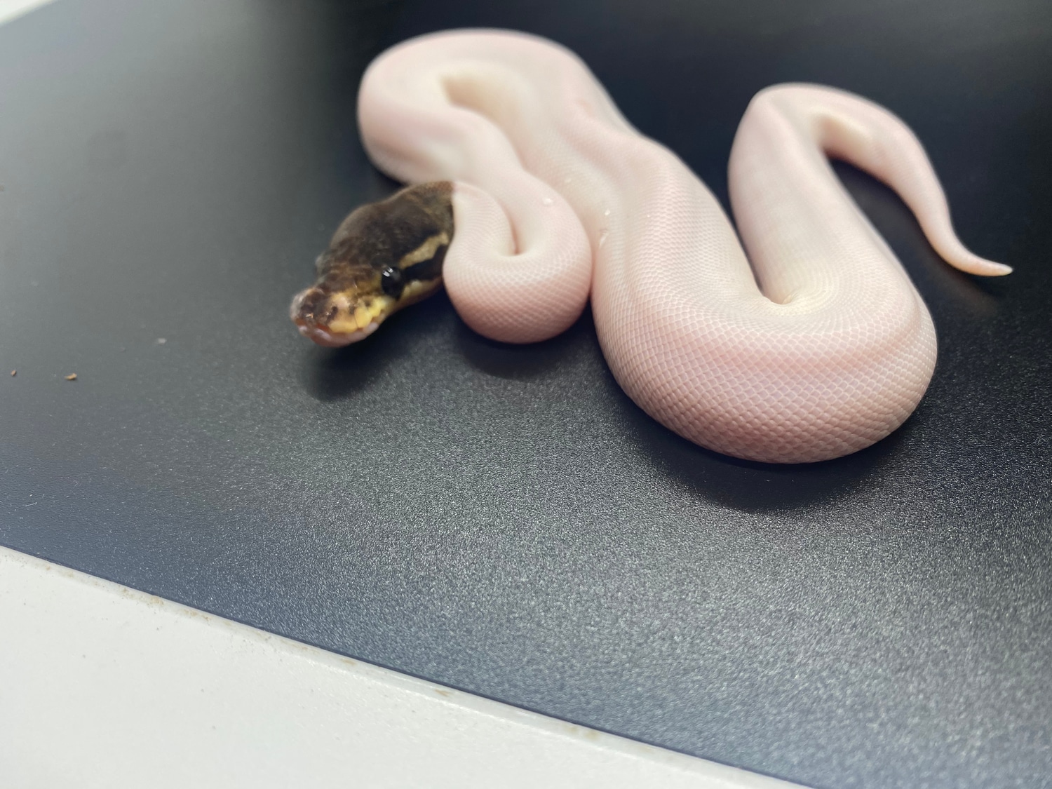 Black Pastel Pied Ball Python by Superlative Pythons MorphMarket