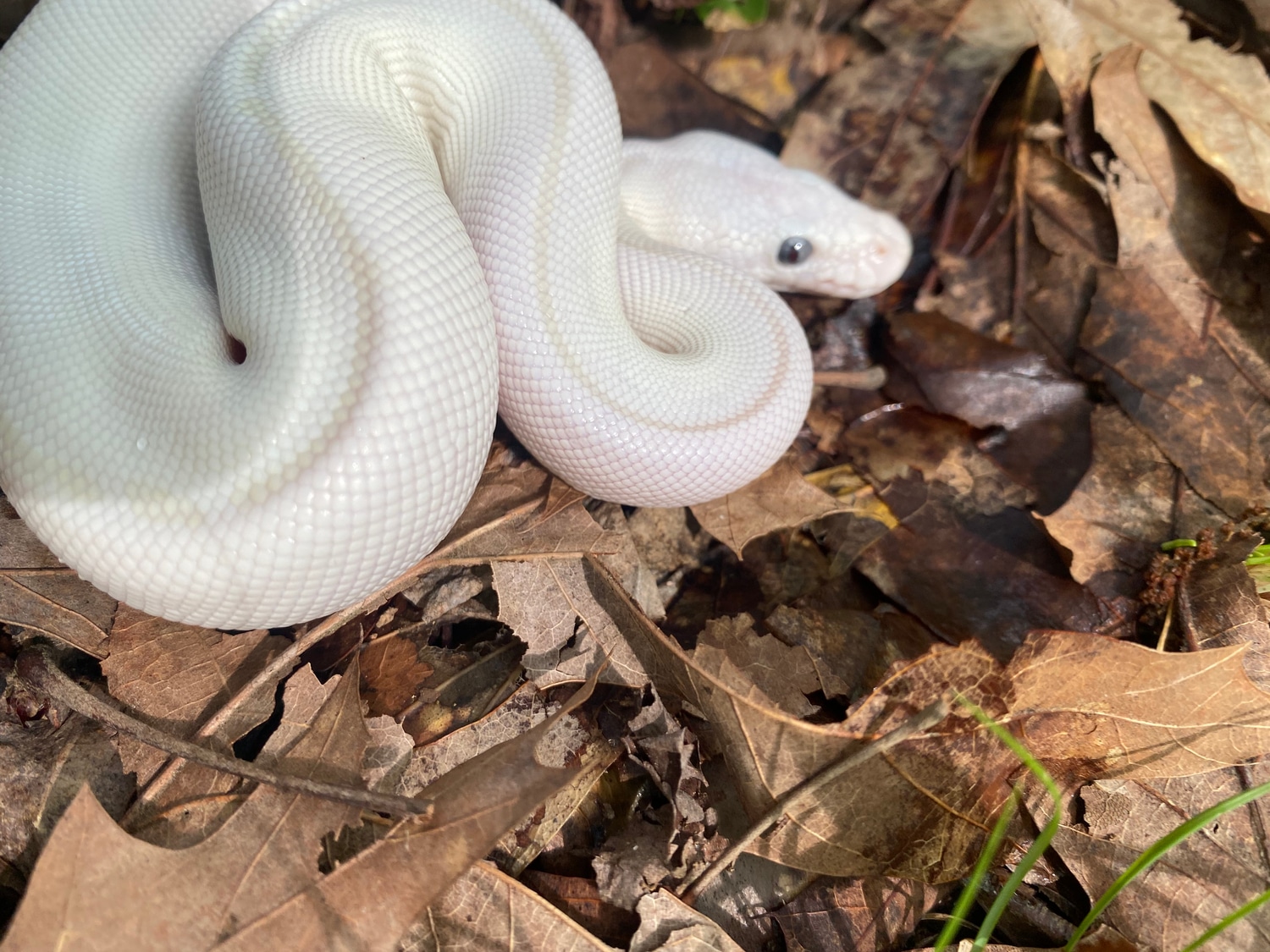 Lesser Mojave (Blue Eyed Luecistic) Ball Python by Superlative Pythons ...