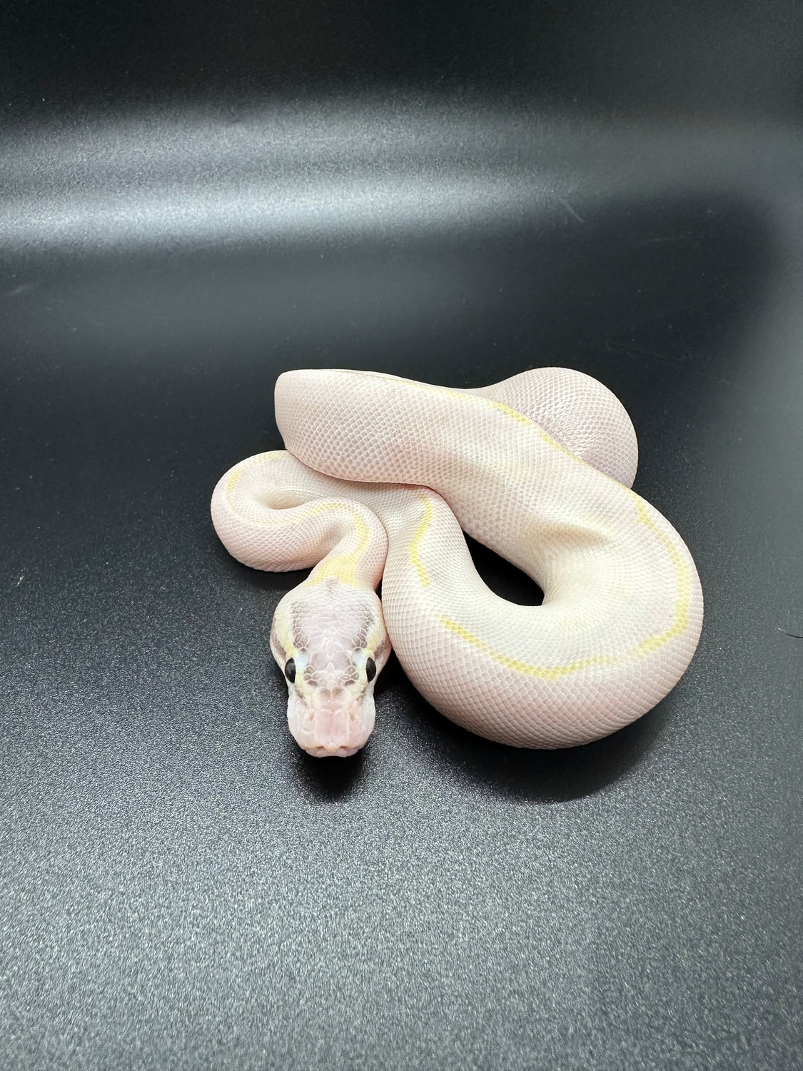 Pastel Ivory Ball Python by Superlative Pythons - MorphMarket