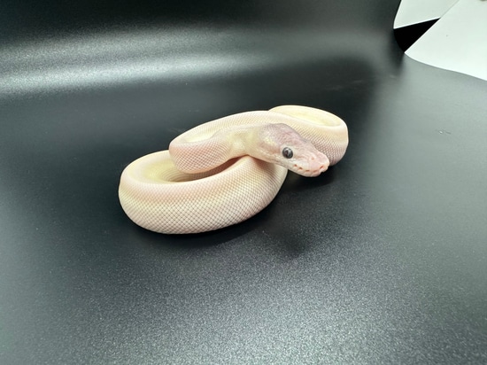 Super Mojave Blue Eye Lucy Ball Python by Superlative Pythons