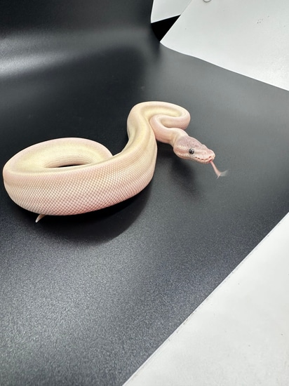 Super Mojave Blue Eye Lucy Ball Python by Superlative Pythons