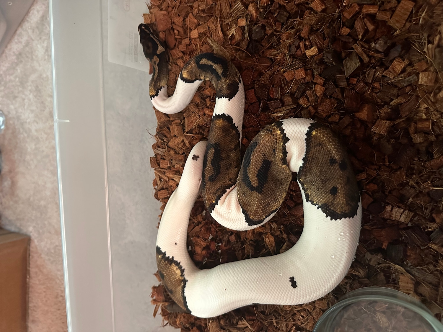 Low/Medium White Pied Ball Python by Superlative Pythons - MorphMarket