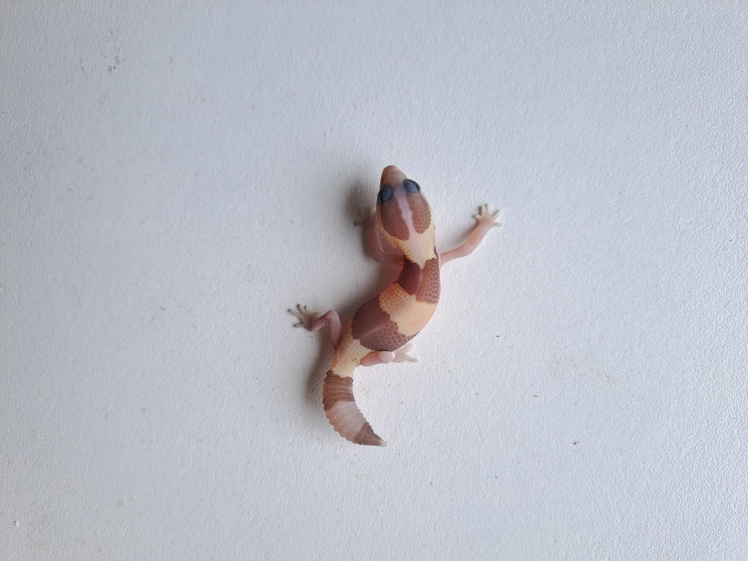 Caramel African SHORT TAIL African FatTailed Gecko by Dutch Fattails