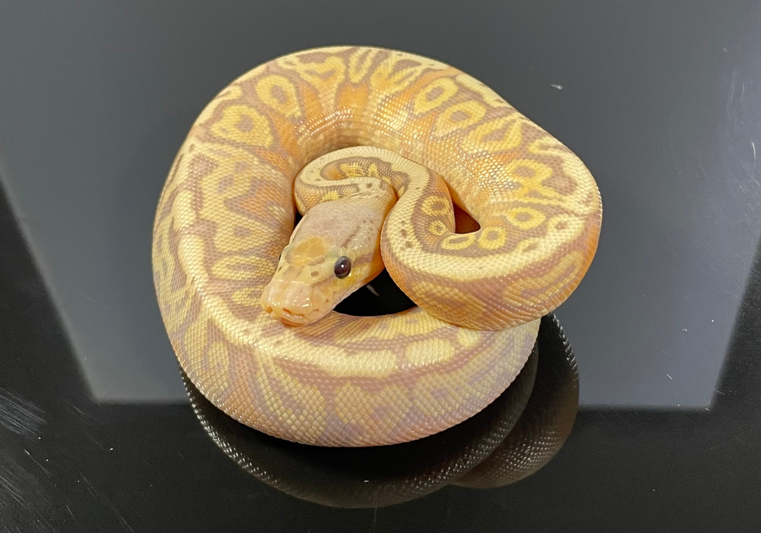 Banana Mystic HGW Pastel Gravel/Yellowbelly Ball Python by Constrictor
