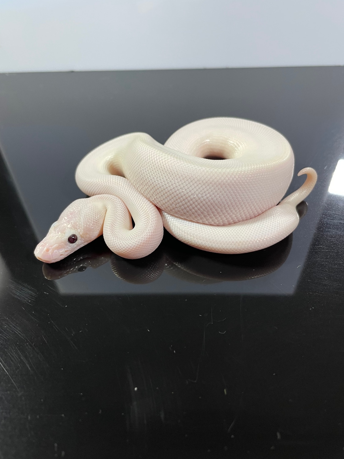 Ivory (Pos HGW Mystic Pastel Banana) Ball Python by Constrictor Culture