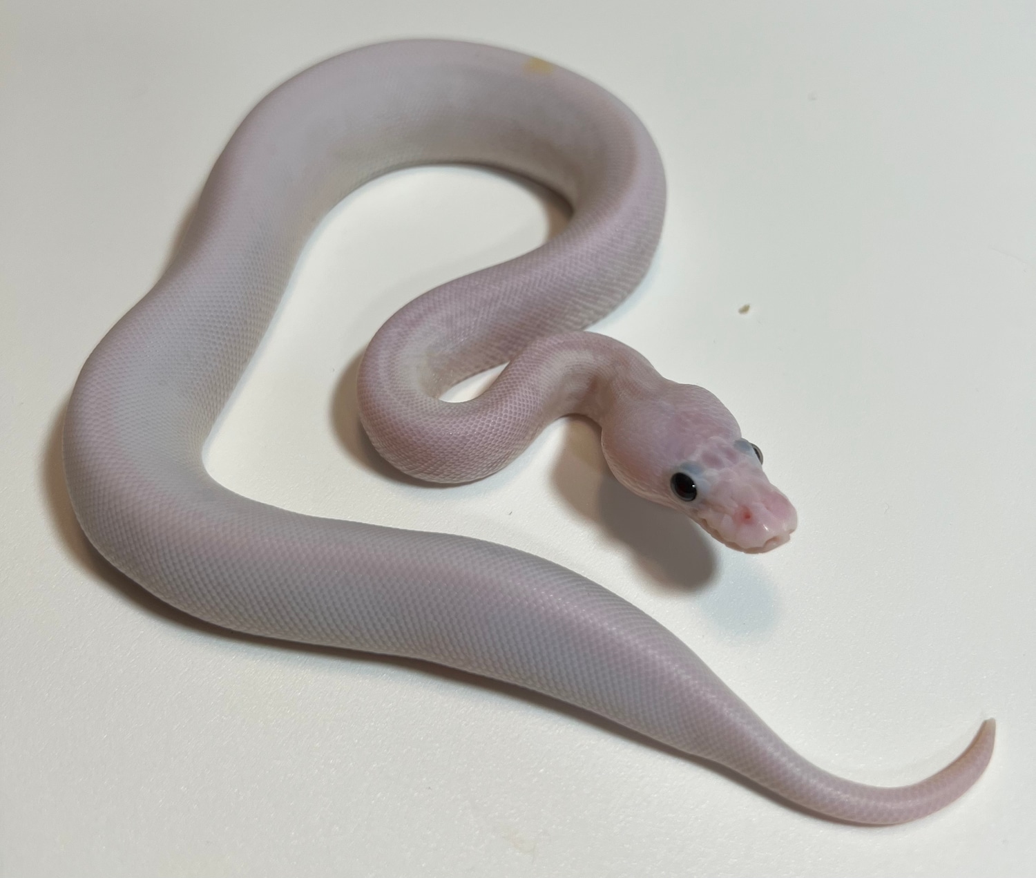 Super Fire 66% Het Pied Pos Leopard Pastel Ball Python by Constrictor ...