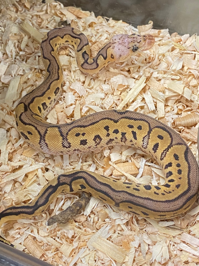 royal python or ball python python regius Images... Pastel Clown Pos. Blade Ball Python by Palm Tree Exotics - MorphMarket