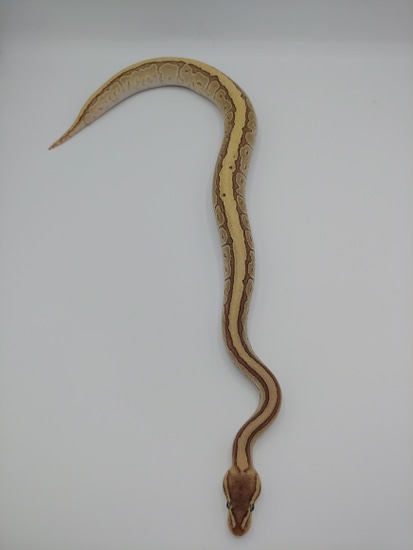Jigsaw Fire Ball Python by Maltese Morphs
