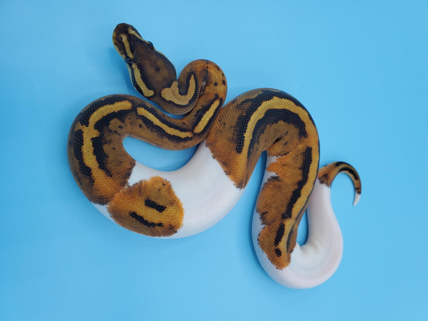 Pied Ball Python by Maltese Morphs - MorphMarket